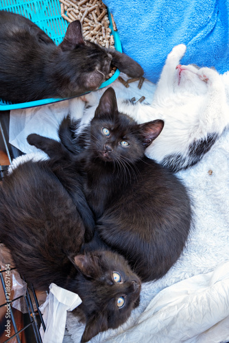 Four cats and kittens resting together in a cozy space, enjoying each other's company in a home environment