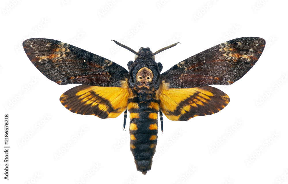 Obraz premium Death's-head Hawkmoth isolated on transparent background. Acherontia atropos. Large rare moth.