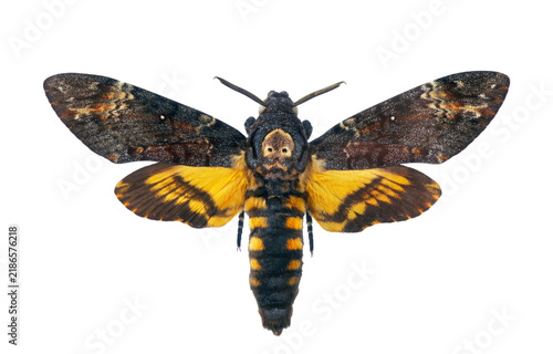 Death's-head Hawkmoth isolated on transparent background. Acherontia atropos. Large rare moth.