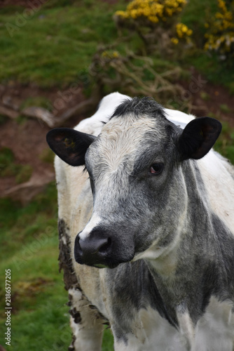 Bild auf Leinwand Cows Standing in Green Pasture with Flowering Gorse England