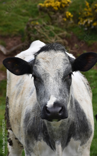 Foto Herd of Cattle in Rural English Farmland with Gorse