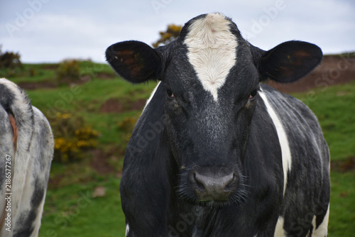 Obraz na plátně Bovine Livestock in Meadow on English Countryside Farm
