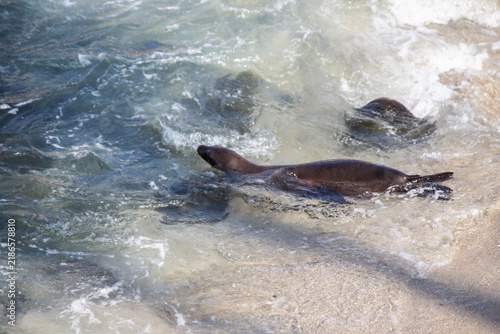 California Sea Lions Swimming in Ocean Waves at La Jolla Cove