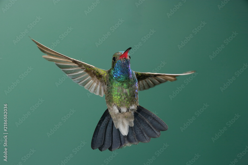Fototapeta premium Broad-billed hummingbird in flight