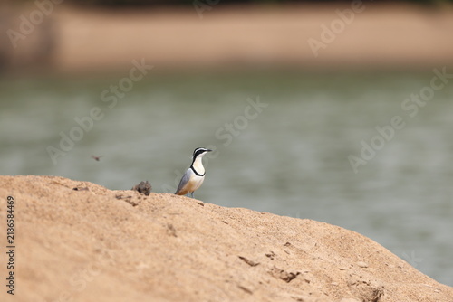 Egyptian plover (Pluvianus aegyptius), also known as the crocodile bird, is a wader, the only member of the genus Pluvianus.