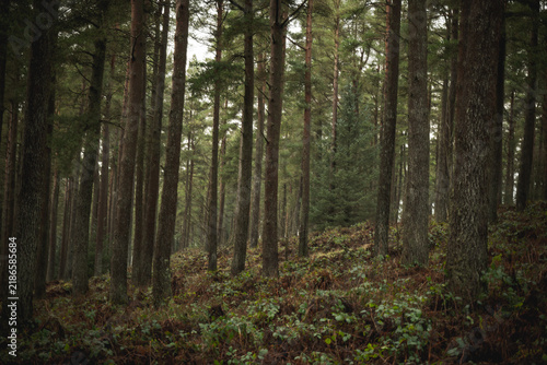 Quadro su tela Tall pine trees in dense forest wilderness exploration