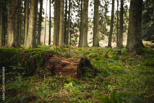 Quadro su tela Mossy fallen log in coniferous forest wilderness exploration