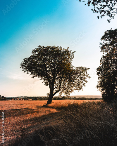Lonely tree in the sunset