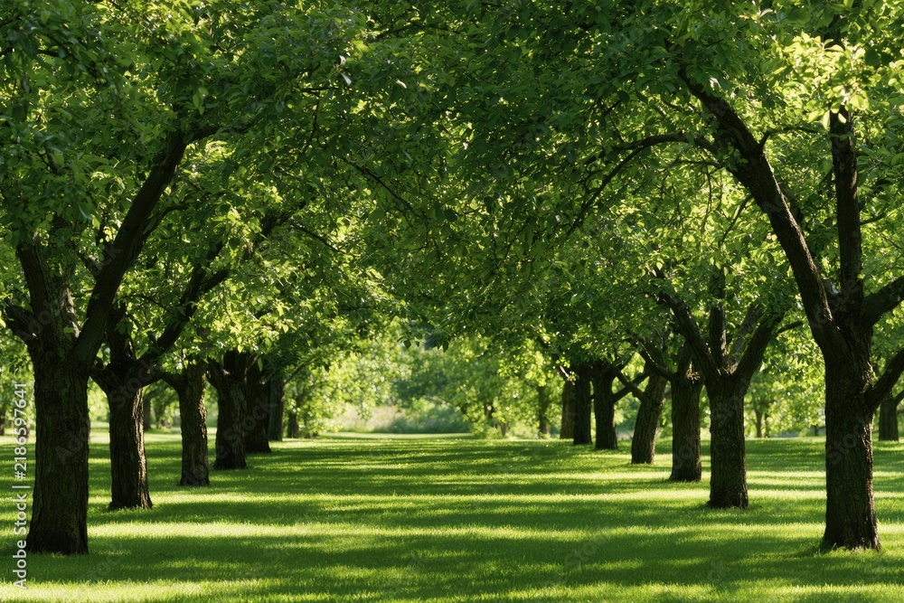 Fototapeta premium Lush green avenue of trees with sunlight dappling the manicured lawn
