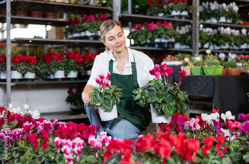 Canvastavla Female employee of a flower greenhouse tends to cyclamen flowers