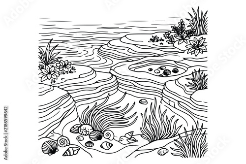 Rocky shoreline landscape with tidal pools seaweed and various seashells
