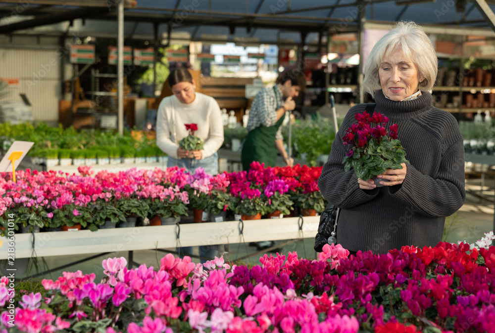 Fototapeta premium Senior woman customer with product in hands at fair chooses potted plant to decorate interior. Visitor examines young cyclamen seedling. Hobby is floriculture. Client buy potted plant in shop