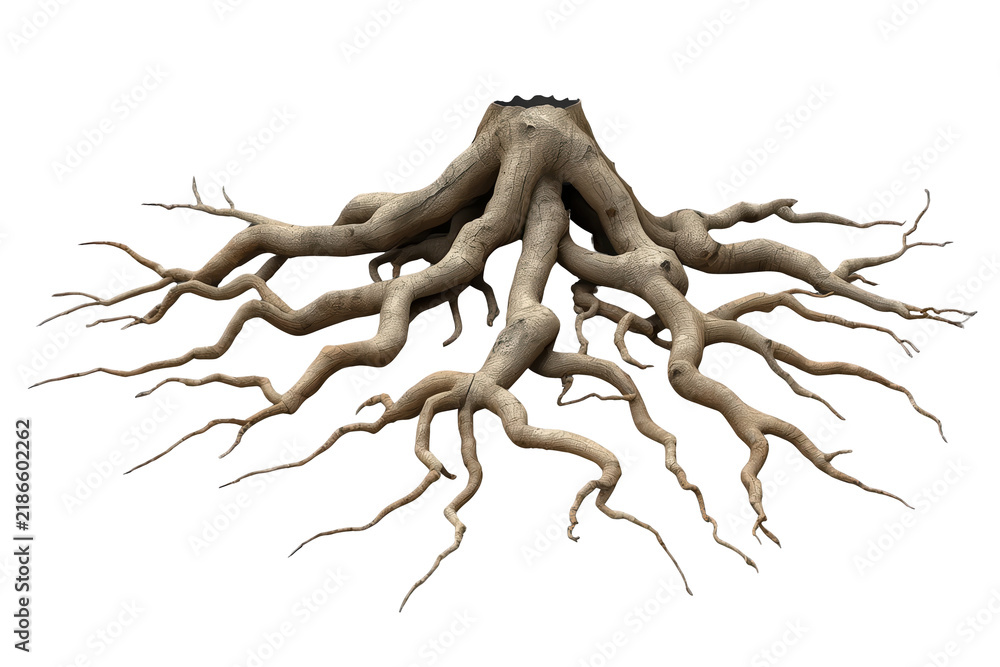 Obraz premium Wide tree root system with rugged branching structure