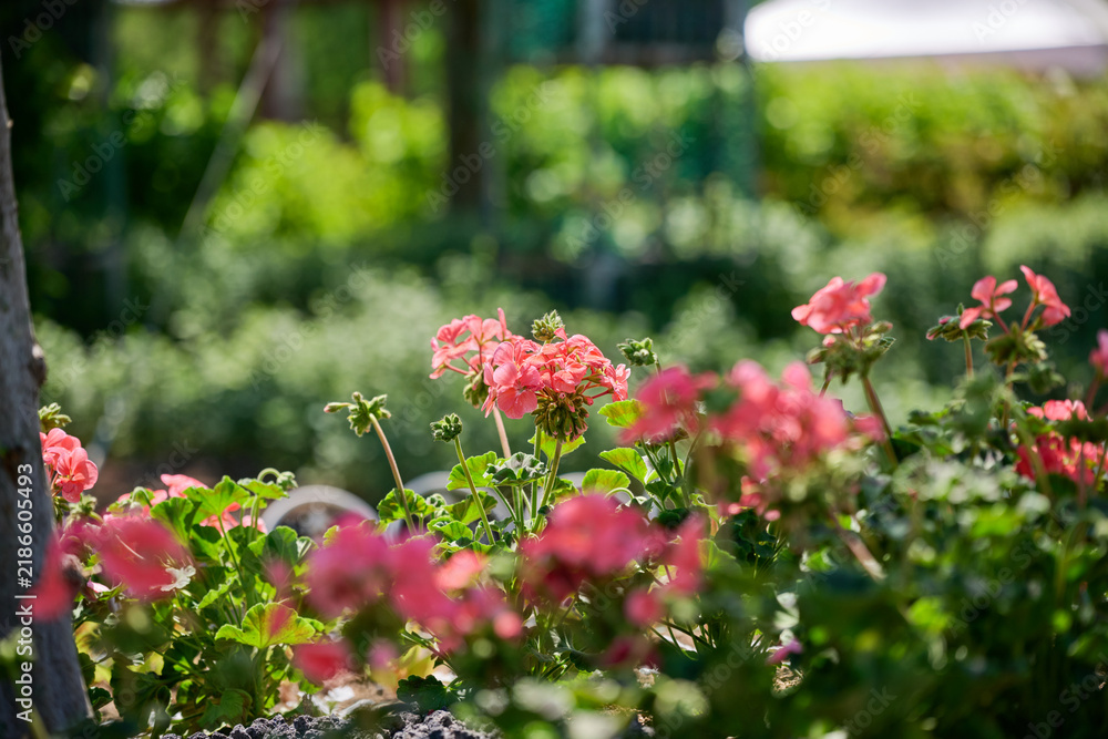 Obraz premium Coral pink pelargonium flowers blooming in a sunny garden with soft bokeh