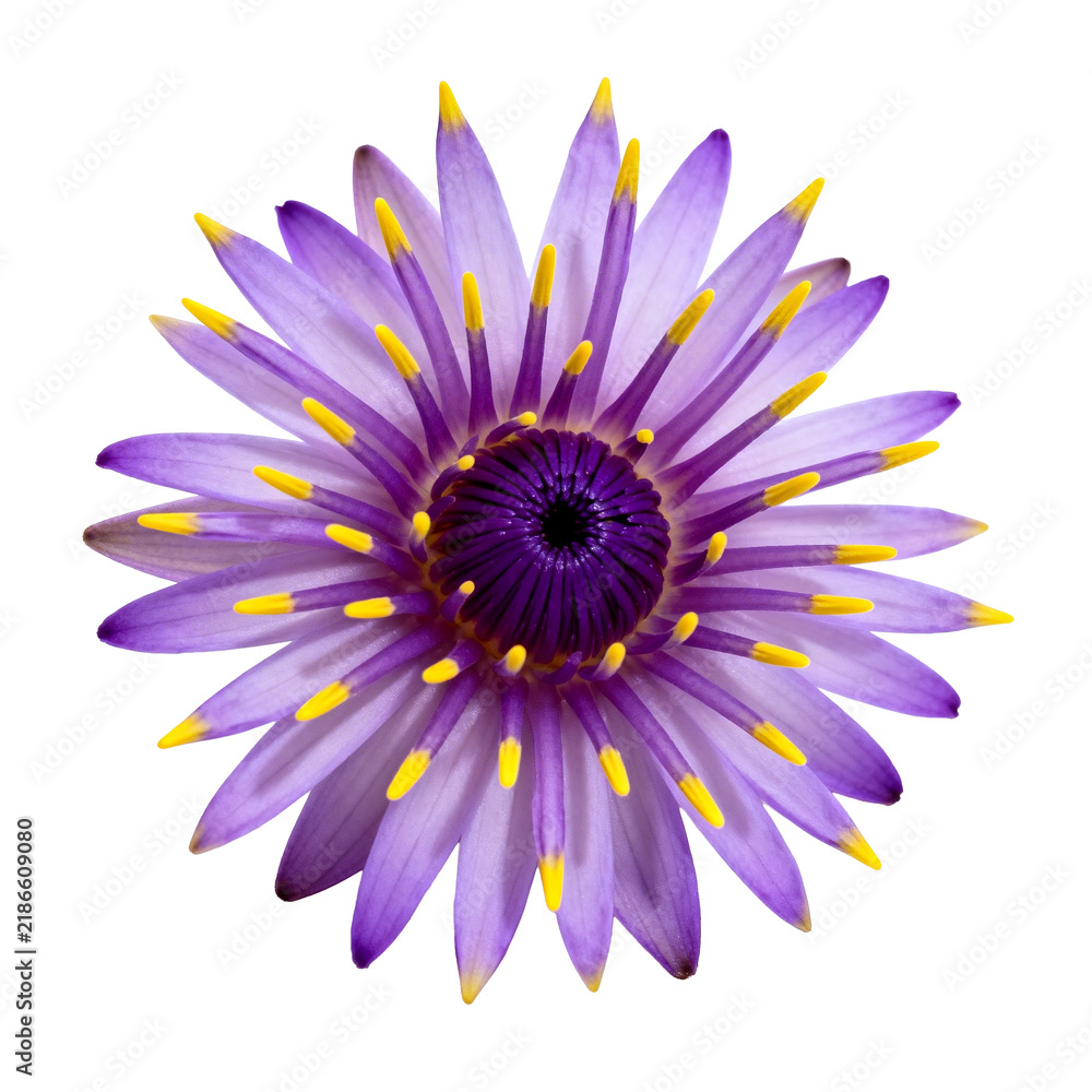 Obraz premium [Transparent Background PNG]Purple Water Lily Flower with Bright Yellow Stamens Isolated on White