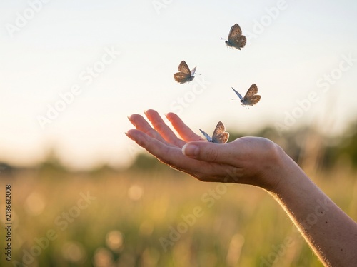 A human hand gently interacting with several butterflies flying in a sunlit golden meadow at sunset or sunrise, symbolizing freedom and peace.