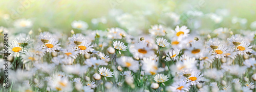 Field of daisies, selective and soft focus on daisy flowers, beautiful flowering daisies in meadow, wild flowers lit by sun rays