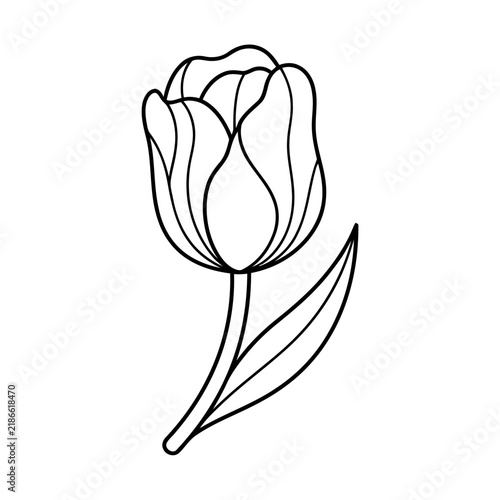 Tulip flower outline