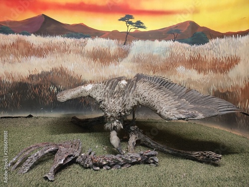 Foto Vulture bird taxidermy diorama display in natural history museum