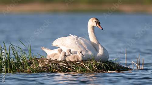 Obraz na płótnie Swan Family Nesting Among Grasses Beside a Calm Lake