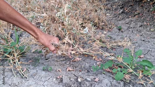 A woman removes dry pea stalks in the garden.Work in the garden.