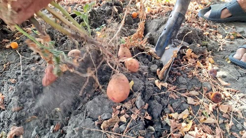 A man in the garden digs potatoes with a shovel.