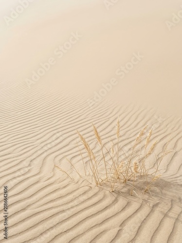 Serene desert landscape featuring delicate dry grass illuminated by soft golden light, showcasing intricate sand ripples formed by wind patterns