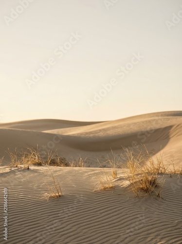 Serene Golden Hour Light Illuminates Rippled Sand Dunes with Sparse Dry Grasses Under a Vast, Pale Sky.