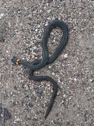 Grass Snake Crawling on Gravel Ground. A non-venomous reptile has coiled itself up. A black snake with yellow markings near its head is moving over the small stones.