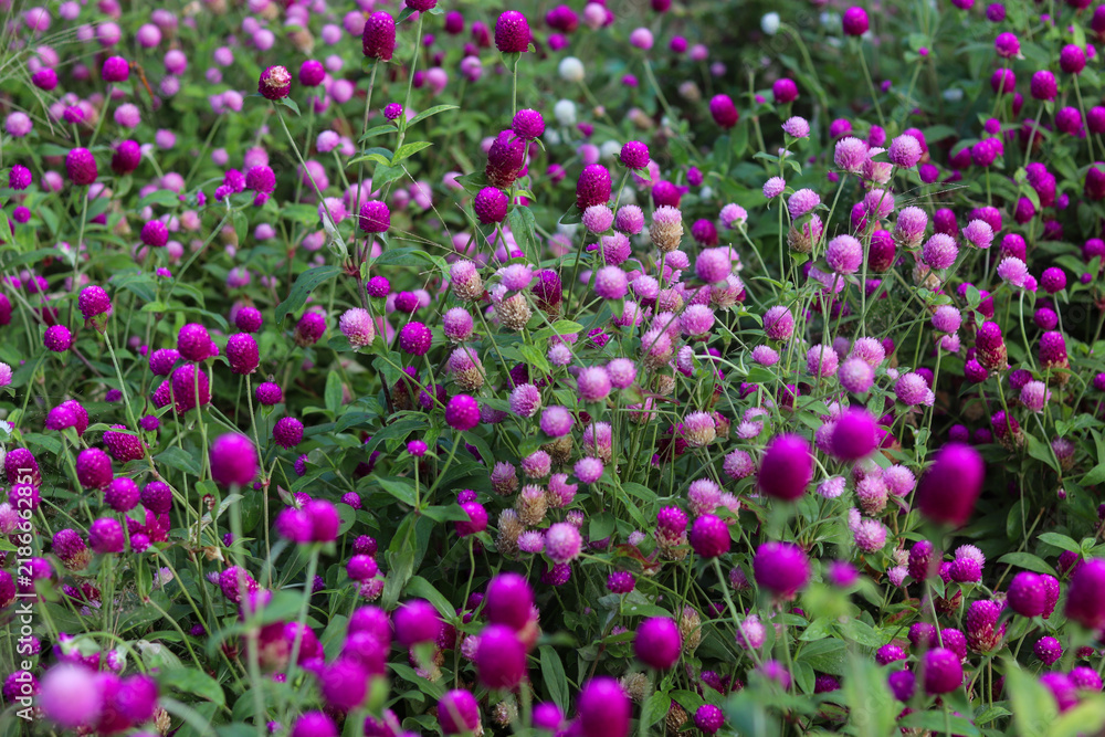 Obraz premium Vibrant Purple Globe Amaranth Flowers Natural Botanical Background