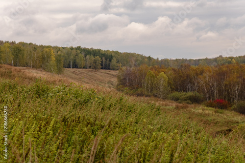 Autumn ravine with a thick grassy slope, mixed forest and a bright scarlet bush in the distance