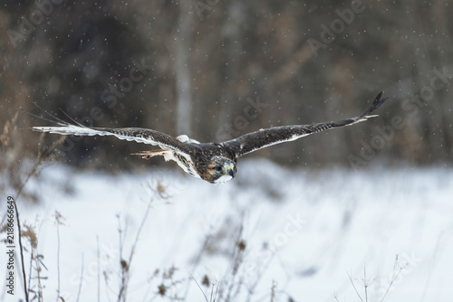 Canvastavla Red-tailed hawk (Buteo jamaicensis) flying low over a snow-covered field during a winter snowfall, Ontario, Canada