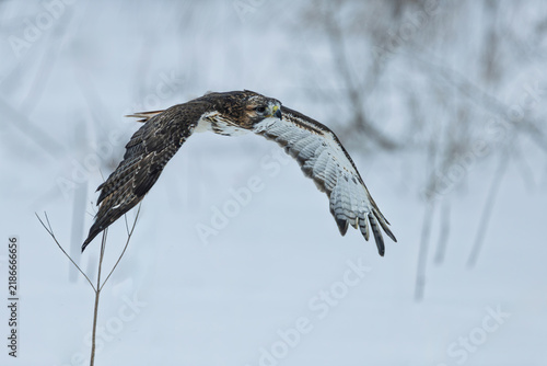 Bild auf Leinwand Red-tailed hawk (Buteo jamaicensis) flying low over a snow-covered field during a winter snowfall, Ontario, Canada
