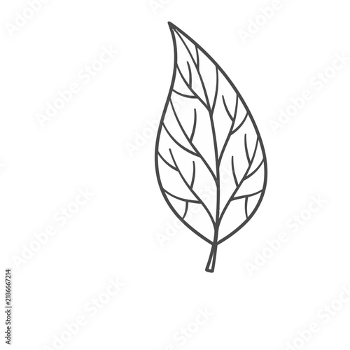 Outline of a single leaf with veins