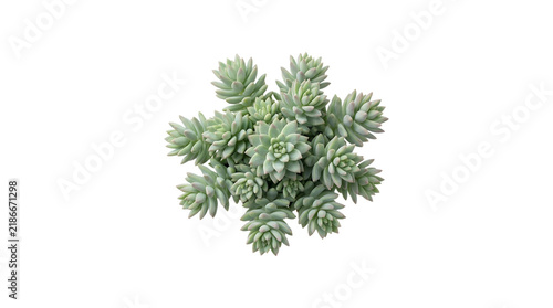 Top view of a small green succulent plant isolated.