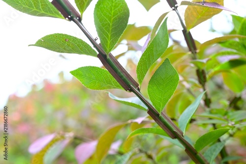 Winged spindle (Euonymus alatus).    Celastraceae deciduous shrub. Wings on its branches, small flowers in early summer, and it  as one of the world's three great trees for autumn color.