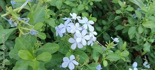 Cuadro en lienzo plant and flower Plumbago auriculata, also known as the Cape leadwort,blue plumb