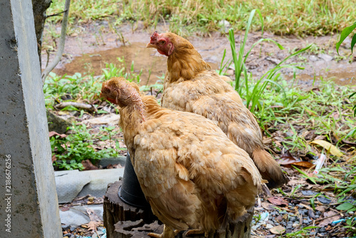 Two brown free range chickens in a backyard