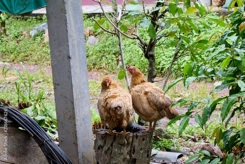 Two brown free range chickens in a backyard