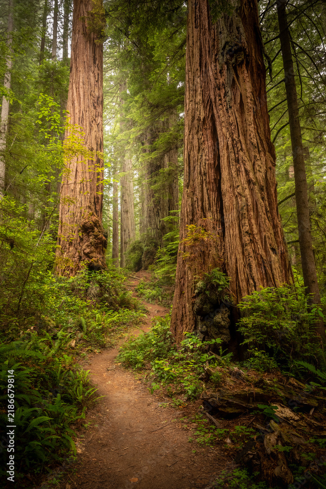 Obraz premium James Irvine Trail Swirves Through Multiple Giant Redwoods In Redwood