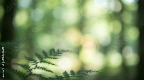 Soft focus view of a small white dog amidst lush green foliage in a forest