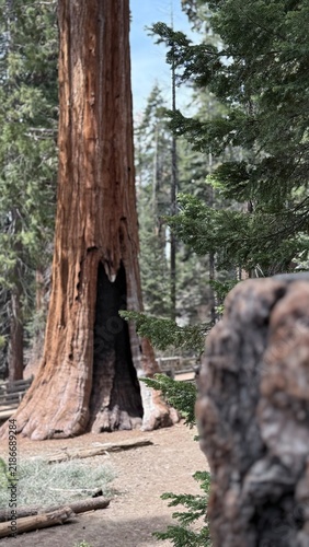 Obraz na płótnie Árbol en el bosque