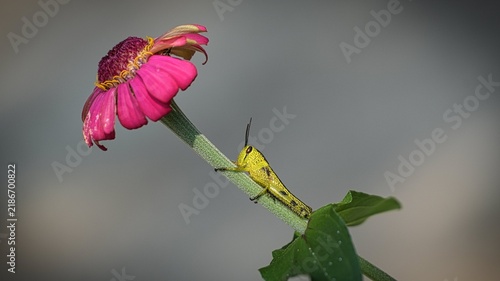 Foto A yellow grasshopper nymph climbing the stem of a vibrant pink zinnia flower in a garden setting, detailed macro photography showcasing nature, insect life, and floral beauty