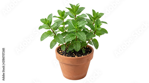 Fresh mint plant in terracotta pot, aromatic green peppermint herb in clay planter, organic culinary herb garden for kitchen cooking isolated PNG with Transparent Background