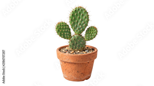 Prickly pear cactus in terracotta pot, green opuntia succulent plant, decorative desert houseplant for home interior decor isolated PNG with Transparent Background