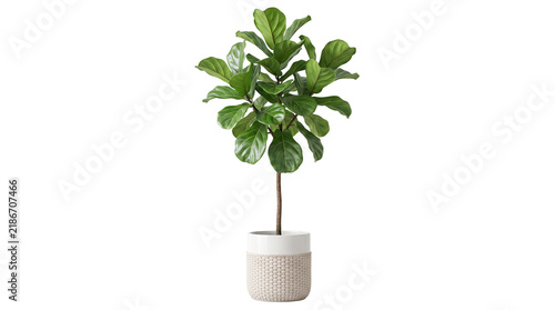 Fiddle leaf fig tree in modern ceramic pot, lush green ficus lyrata houseplant, minimalist indoor plant for home decor isolated PNG with Transparent Background