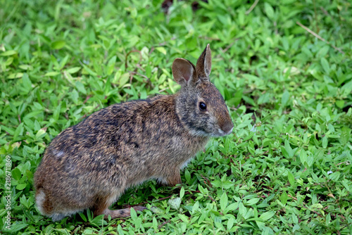 Bild auf Leinwand Native Florida Marsh Rabbit (Sylvilagus palustris) Foraging in Vibrant Green Gro