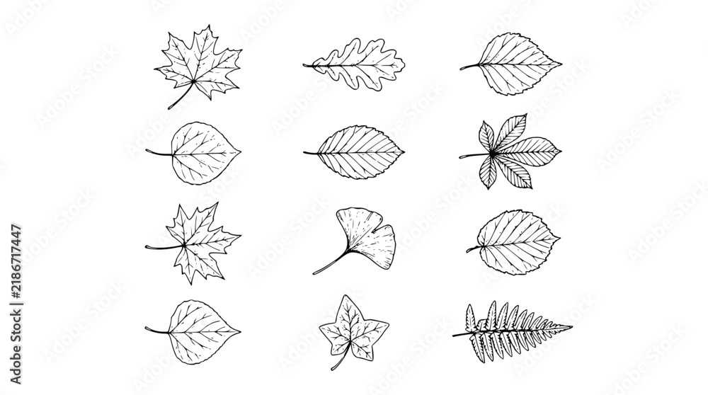 Obraz premium Hand Drawn Autumn Leaves Botanical Sketch Collection