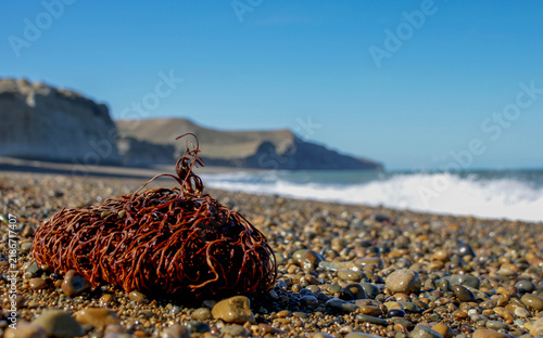 Foto Seaweed washed ashore on a pebble beach at Monte León National Park in Santa Cruz, Patagonia, with dramatic coastal cliffs and ocean in the background