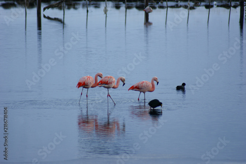 Chilean flamingos wading in a calm Patagonian lagoon beside a black-necked stilt, with reflections and distant birds creating a serene wetland scene.